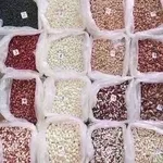 Квасоля від виробника — понад 20 перевірених сортів 
