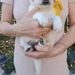 Золотистого ретрівера цуценята Ot Bahur Киев