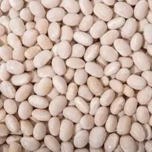 Посівмат квасолі з гарантією викупу врожаю.