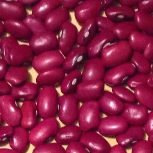 Квасоля сортова оптом. 20+ сортів з доставкою