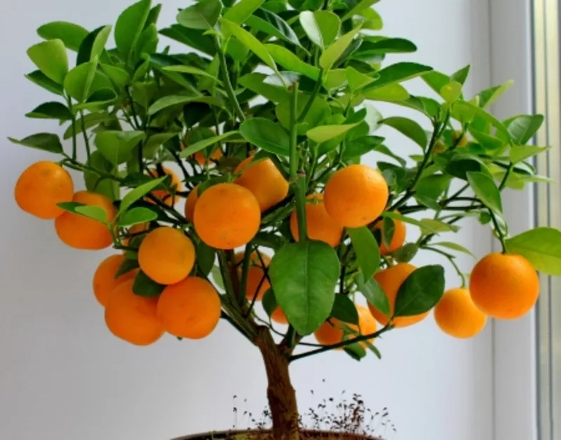  Апельсин,  мандарин плодоносящий,  комнатный,  плоды вкусные сладкие 3