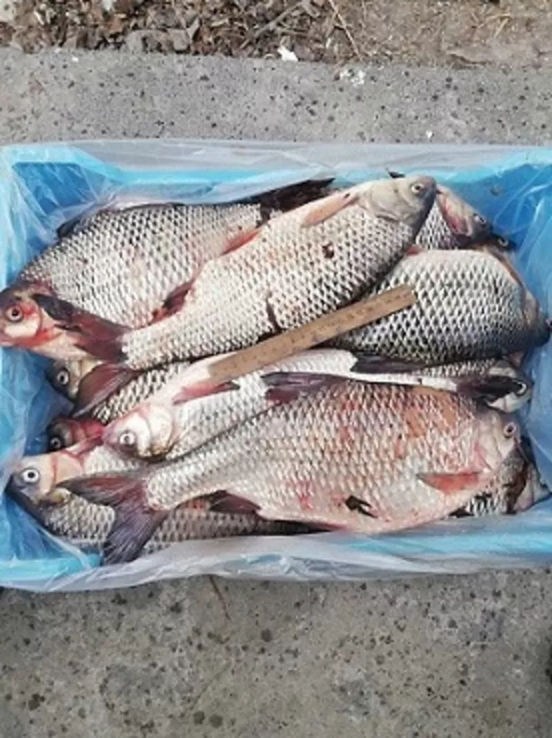 Продаж риби оптом Україна. 2