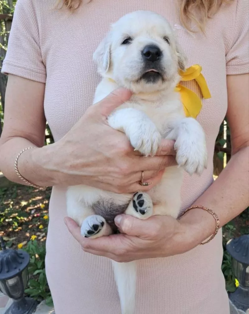 Золотистого ретрівера цуценята Ot Bahur Киев