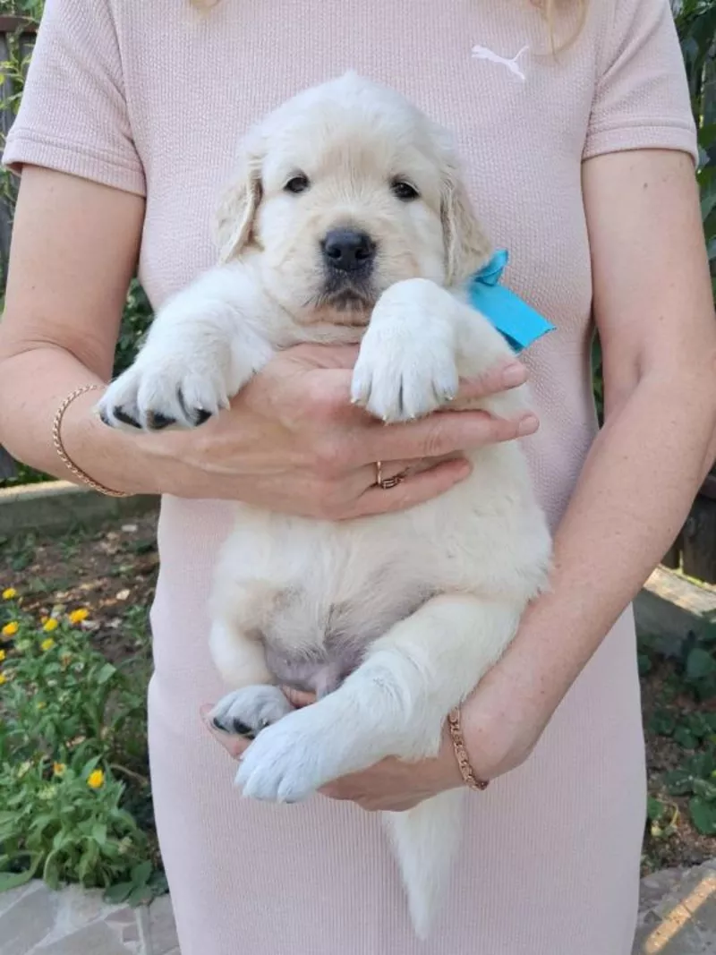 Золотистого ретрівера цуценята Ot Bahur Киев 4
