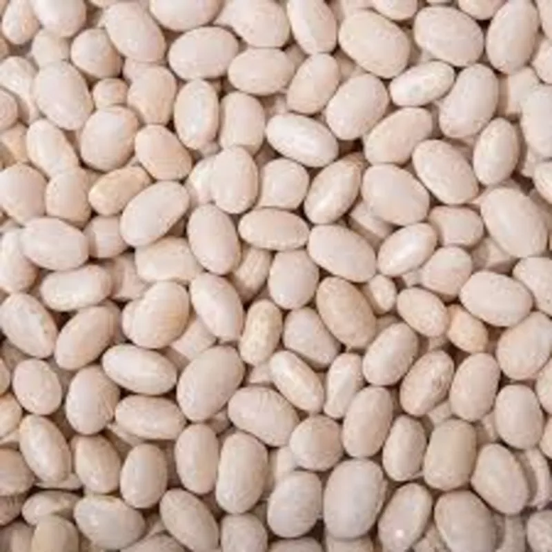 Посівмат квасолі з гарантією викупу врожаю.